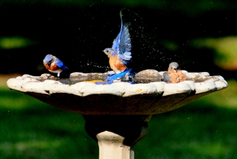 Bird bath